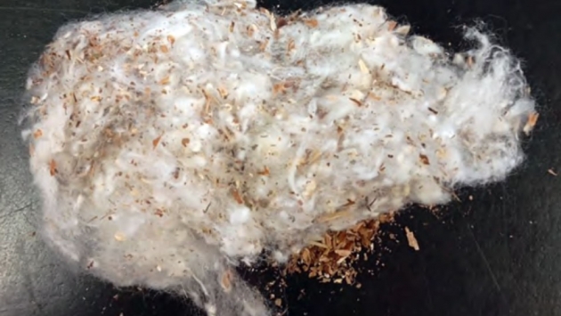 Abrapa publica Comunicado Técnico com orientações para prevenção do seed coat no algodão