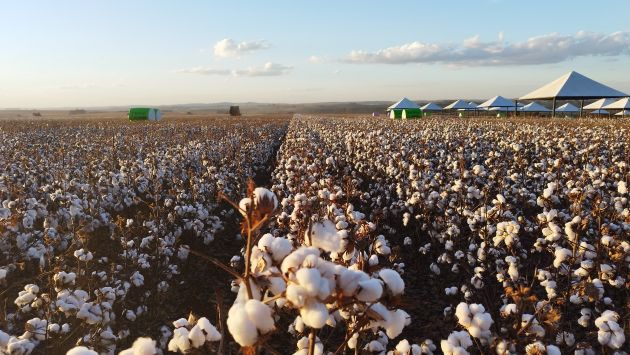 APPA divulga programação do SÃO PAULO COTTON DAY 2024