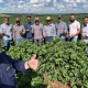 APPA promove capacitação em campo sobre manejo fitossanitário para produtores do Noroeste Paulista