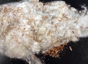 Abrapa publica Comunicado Técnico com orientações para prevenção do seed coat no algodão